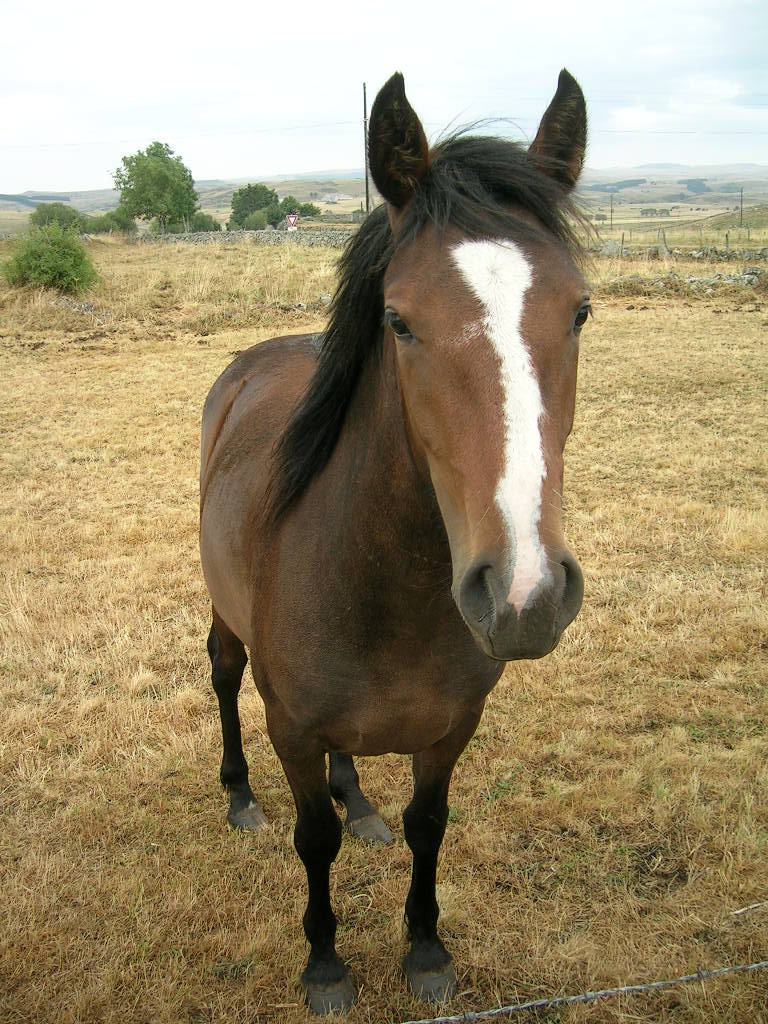 2005.0811.1005.58.Etape 11