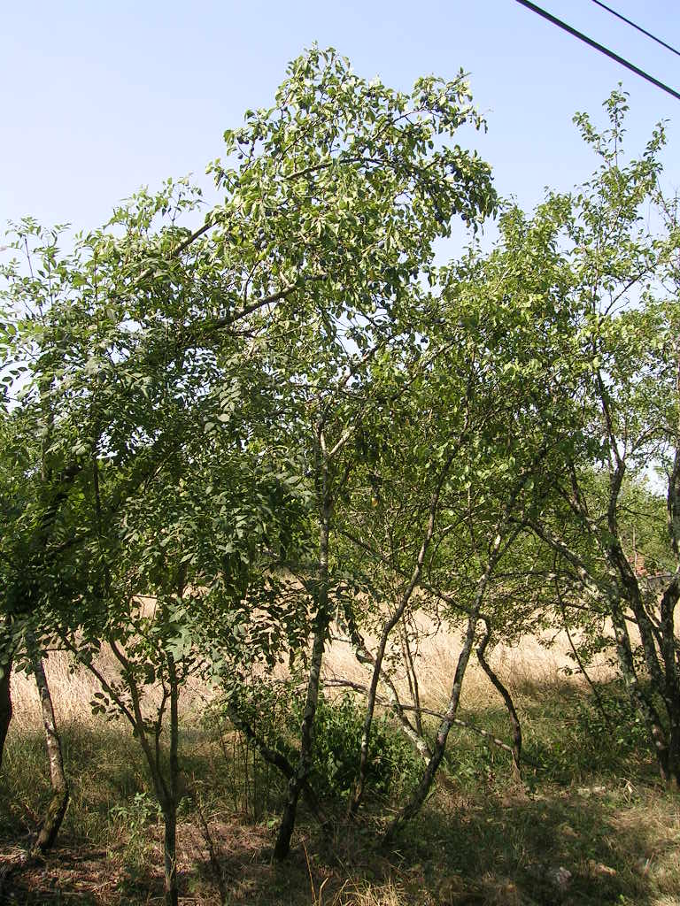 2005.0817.1209.11.Etape 17