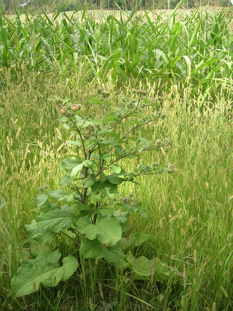 2005.0825.1714.10.Etape 25